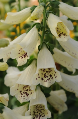 Picture of Digitalis (Foxglove) Dalmation F1 - Cream